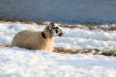 Snow Sheep